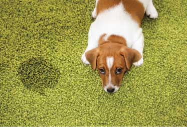 pic of guilty face on dog after peeing on carpet
